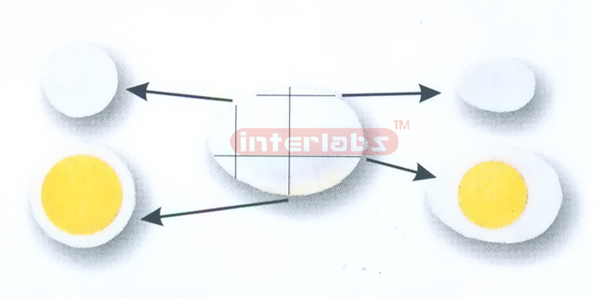 DIFFERENT SECTIONS OF AN OVAL CELL FOR HISTOLOGY